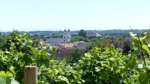 Guntersblum: Blick durch Rebstöcke auf Heidenturmkirche Guntersblum: Blick durch Rebstöcke auf Heidenturmkirche